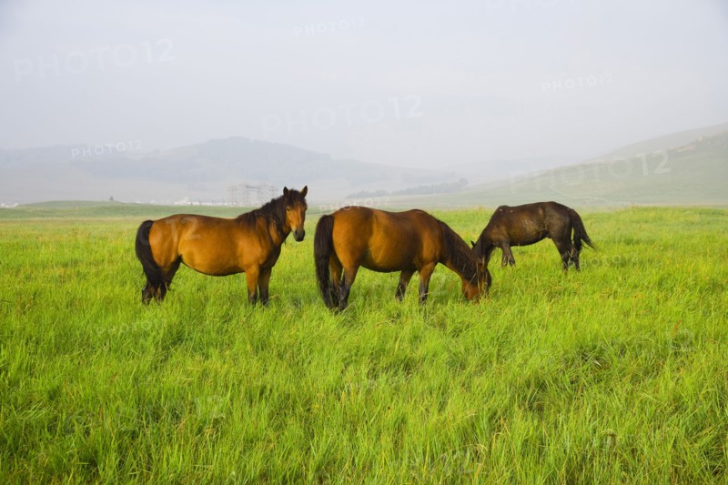Bashang grassland in Inner Mongolia