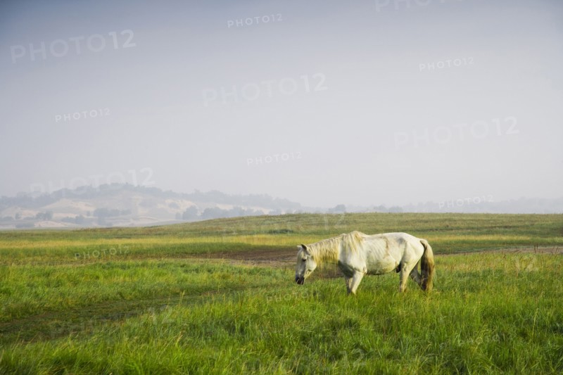 Bashang grassland in Inner Mongolia