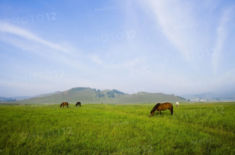Bashang grassland in Inner Mongolia