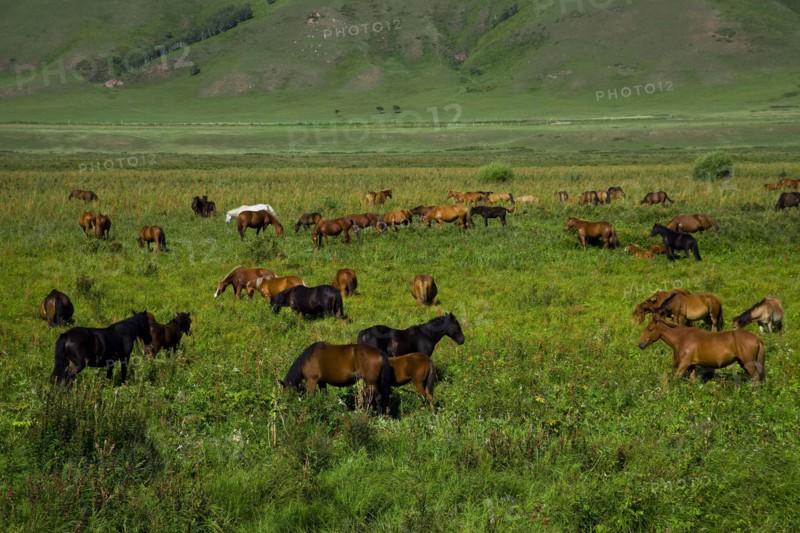 Bashang grassland in Inner Mongolia