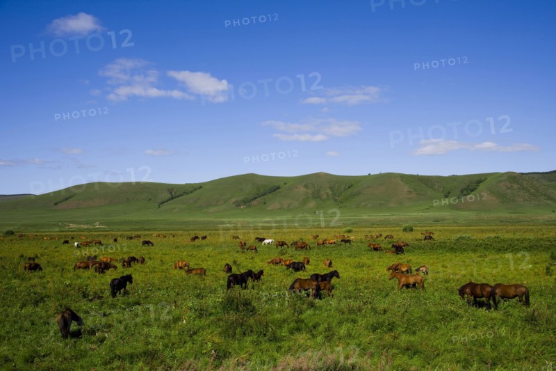 Bashang grassland in Inner Mongolia