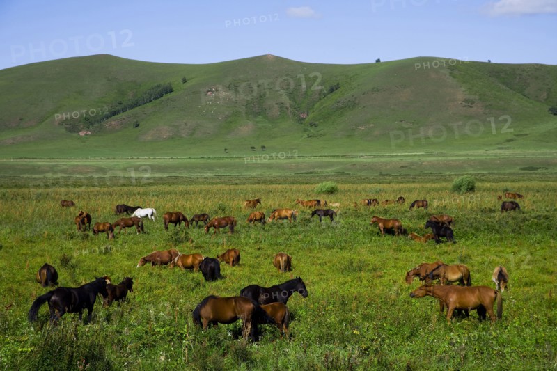 Bashang grassland in Inner Mongolia