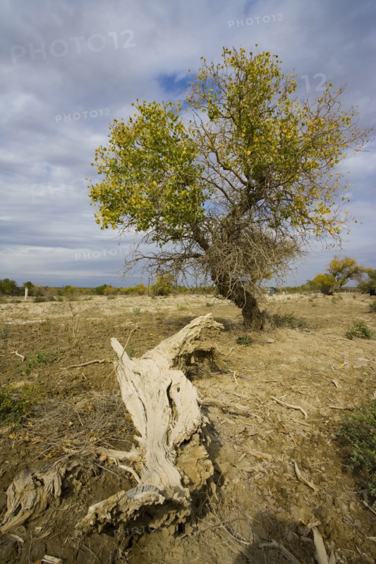 Hu Poplar,Karamay,Xinjiang