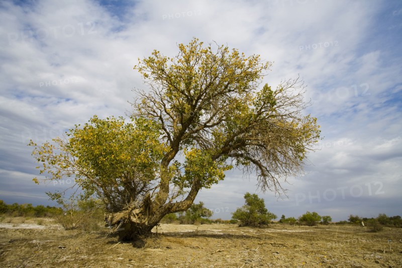 Hu Poplar,Karamay,Xinjiang