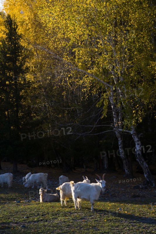 Xinjiang Province,Aletai,