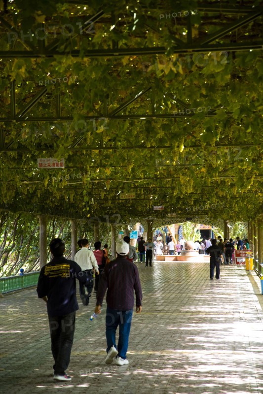 Xinjiang's Turpan Grape