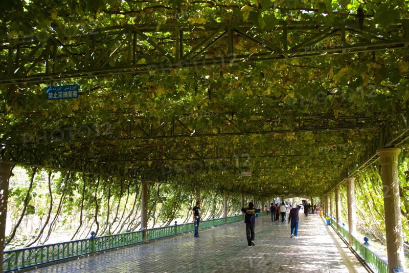 Xinjiang's Turpan Grape