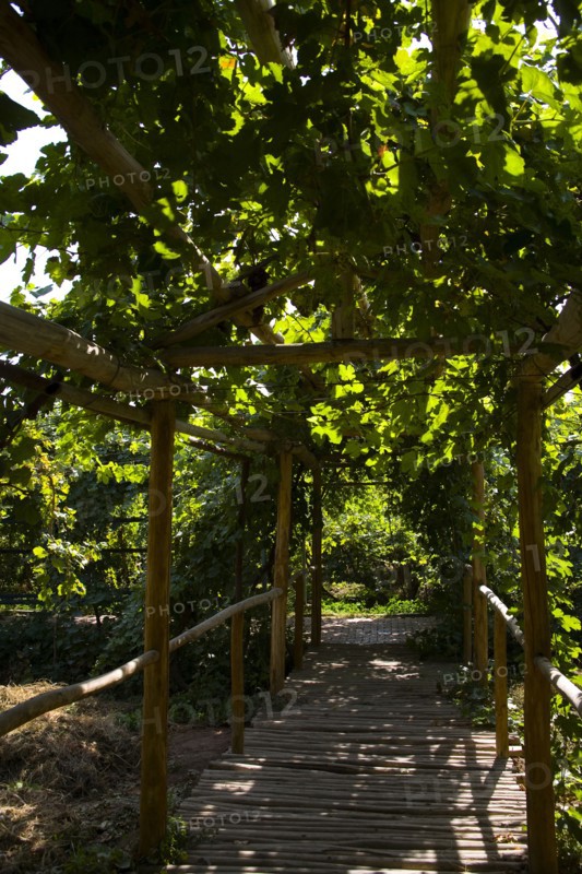 Xinjiang's Turpan Grape