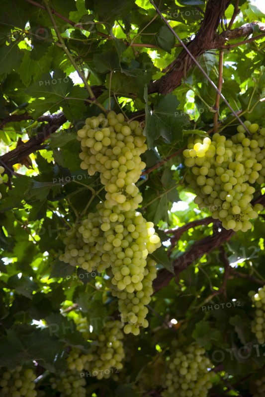 Xinjiang's Turpan Grape