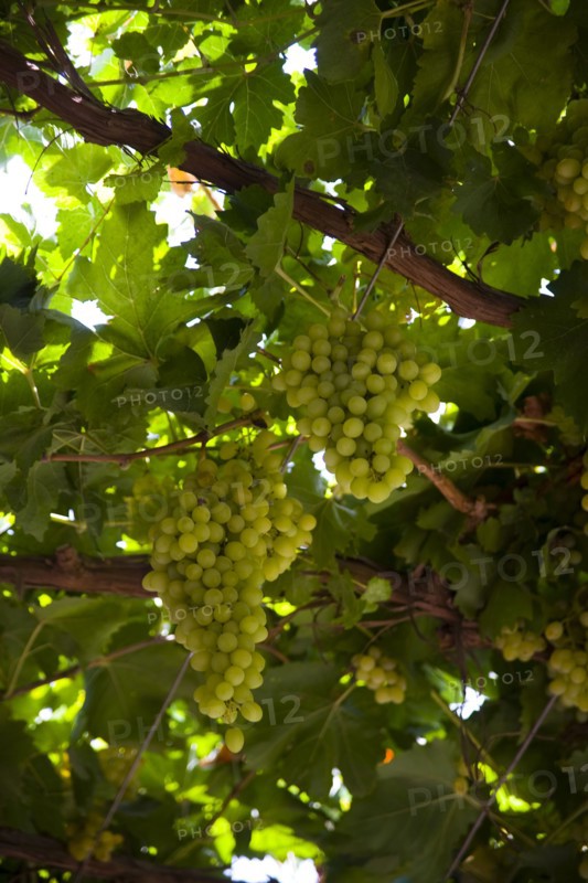 Xinjiang's Turpan Grape