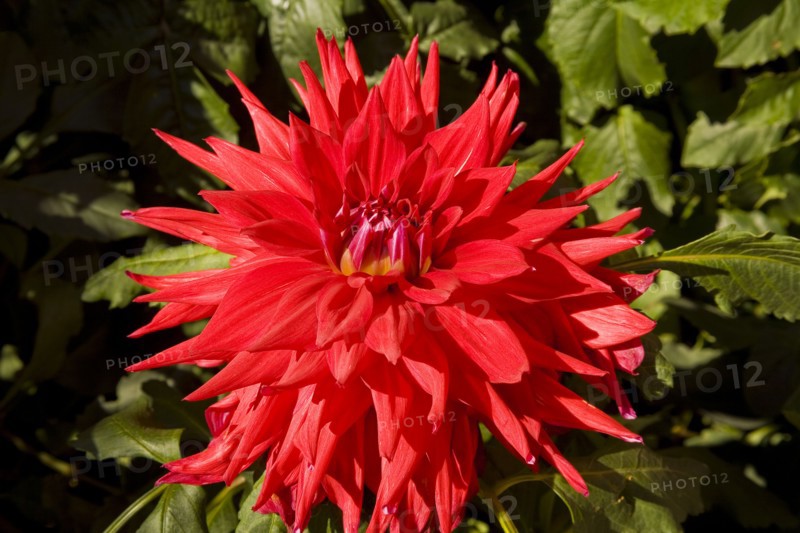 Beijing,Zhongshan Park,Chrysanthemum,