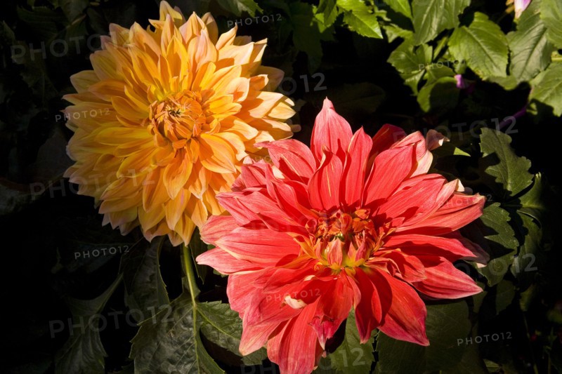 Beijing,Zhongshan Park,Chrysanthemum,