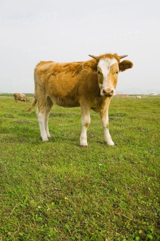 Bashang grassland in Inner Mongolia