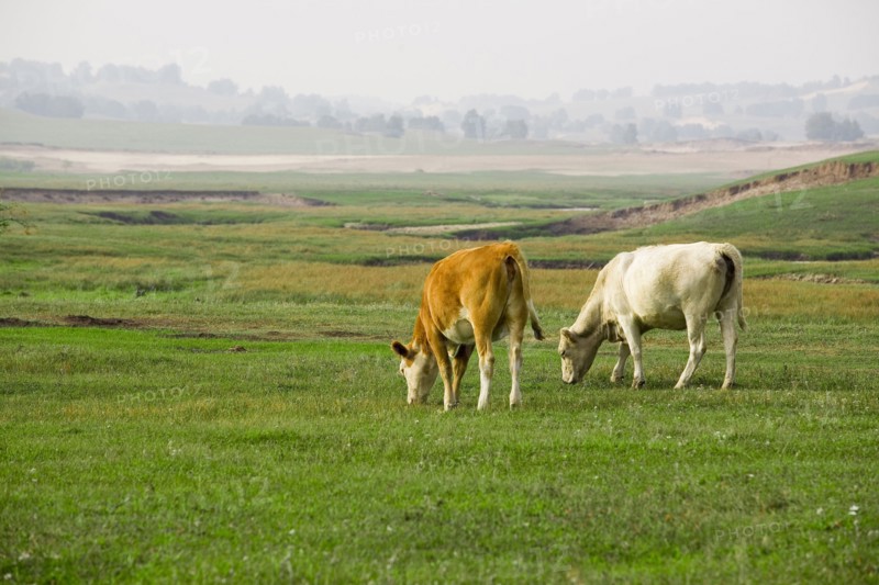 Bashang grassland in Inner Mongolia