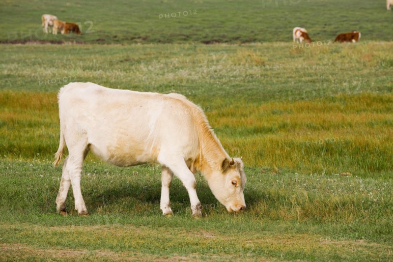 Bashang grassland in Inner Mongolia