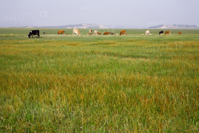 Bashang grassland in Inner Mongolia