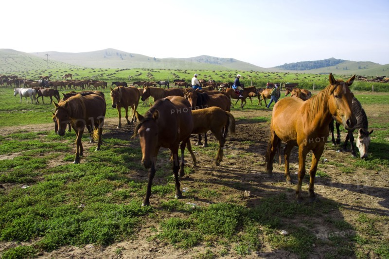 Bashang grassland in Inner Mongolia