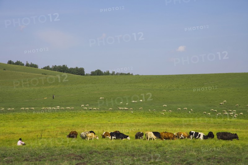 Bashang grassland in Inner Mongolia