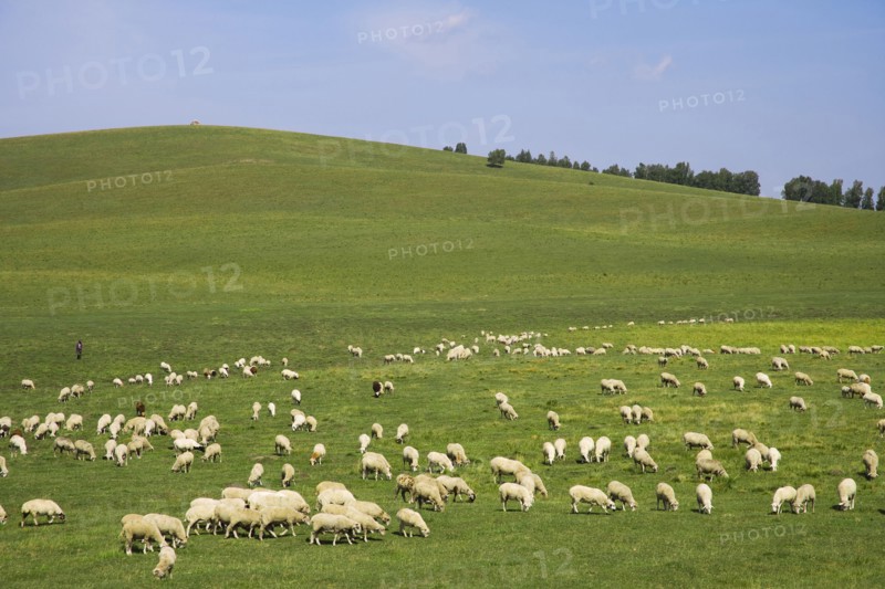 Bashang grassland in Inner Mongolia
