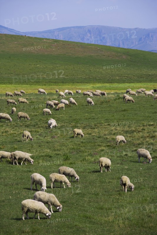 Bashang grassland in Inner Mongolia