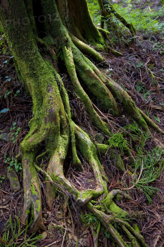 Taiwan, Ali, Botanical Garden,