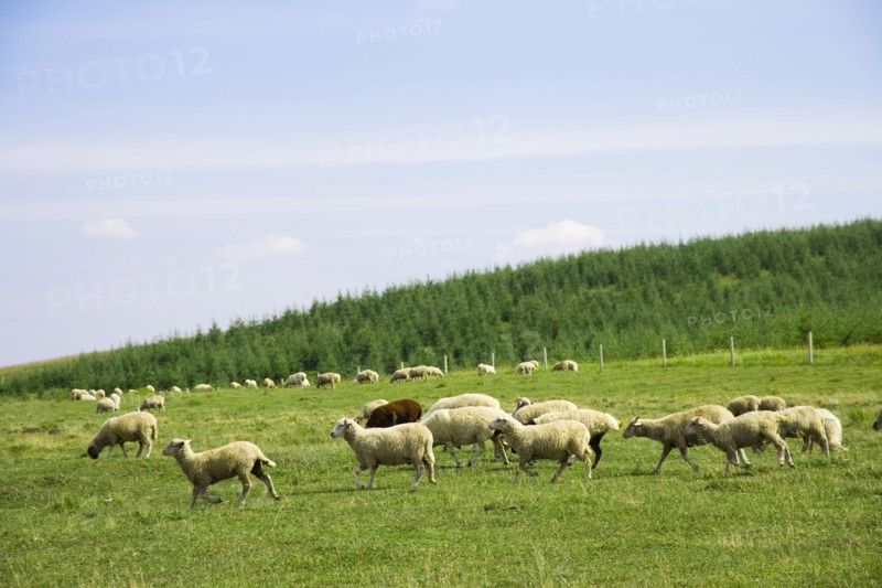 Bashang grassland in Inner Mongolia