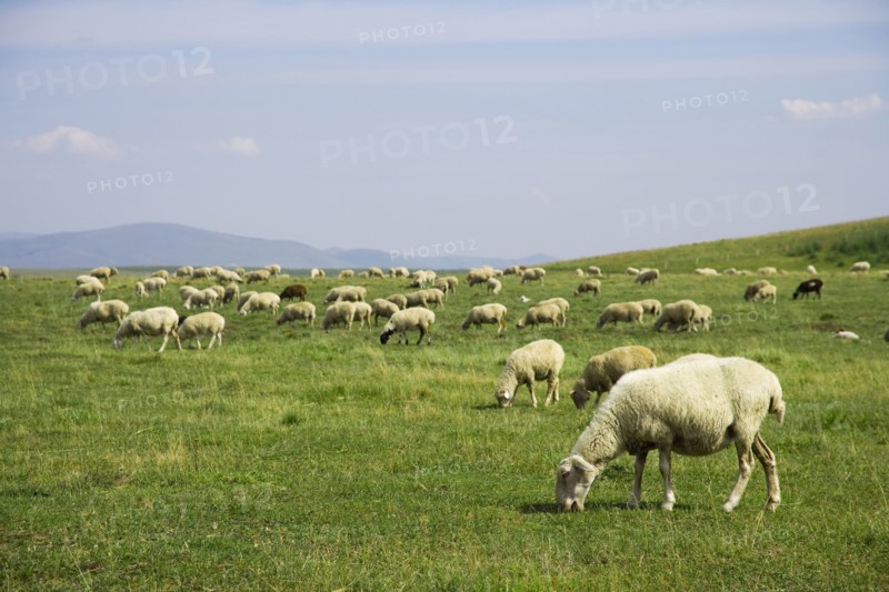Bashang grassland in Inner Mongolia