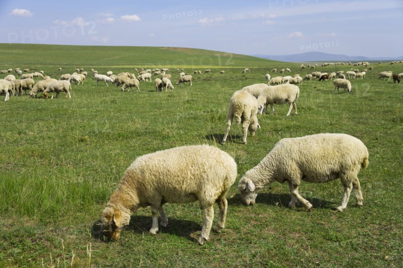 Bashang grassland in Inner Mongolia