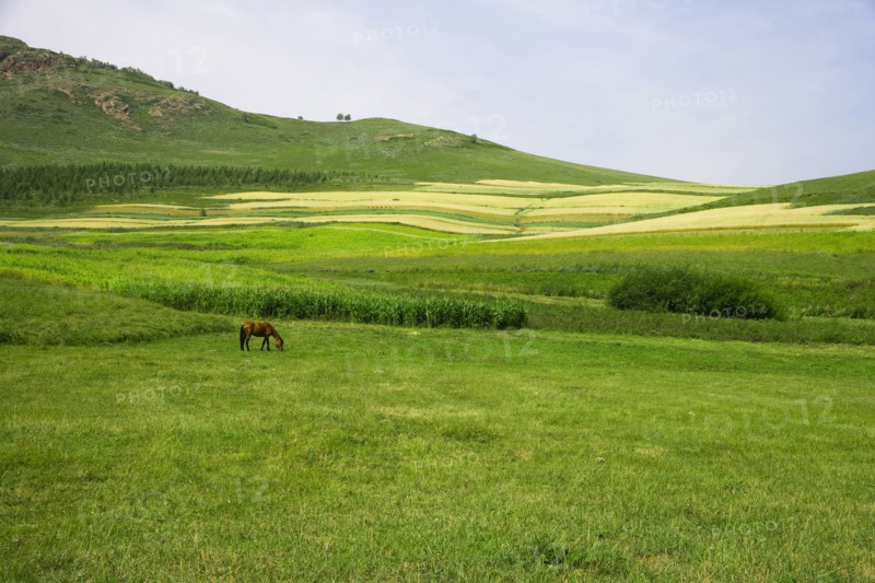 Bashang grassland in Inner Mongolia