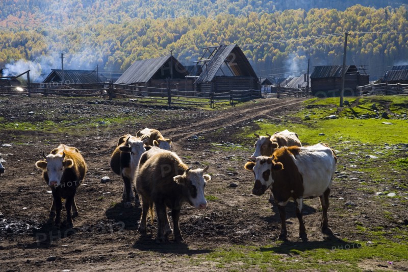 Xinjiang Province, Aletai,