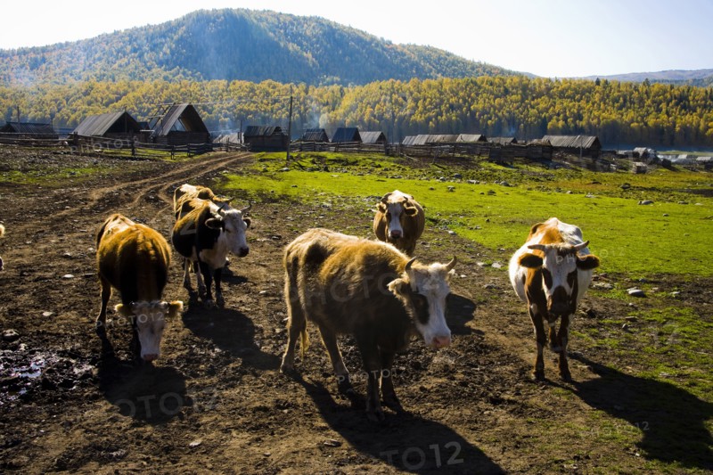 Xinjiang Province, Aletai,