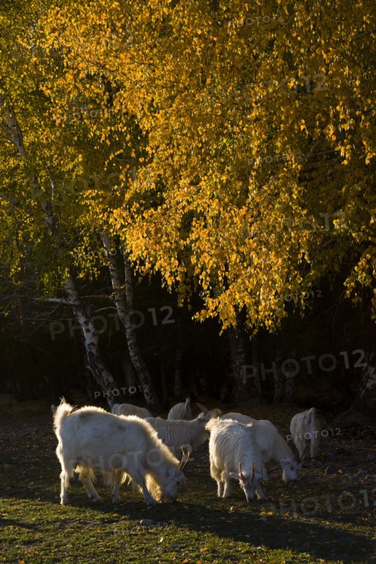 Xinjiang Province, Aletai,