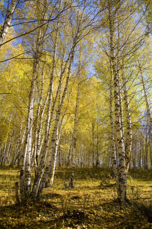 Xinjiang Province, Aletai,