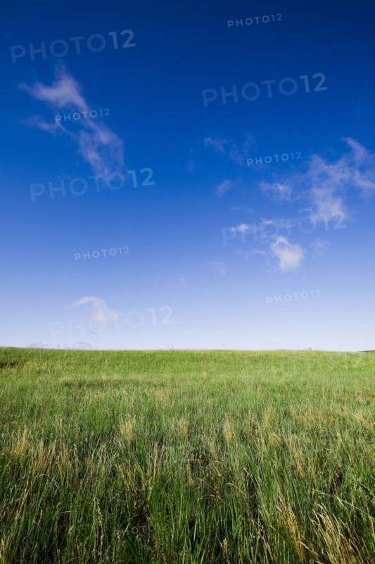 Bashang grassland in Inner Mongolia
