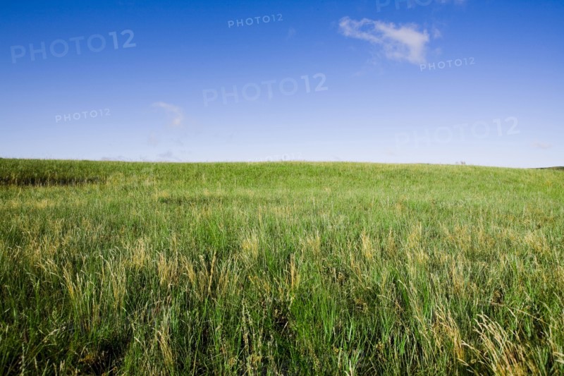 Bashang grassland in Inner Mongolia