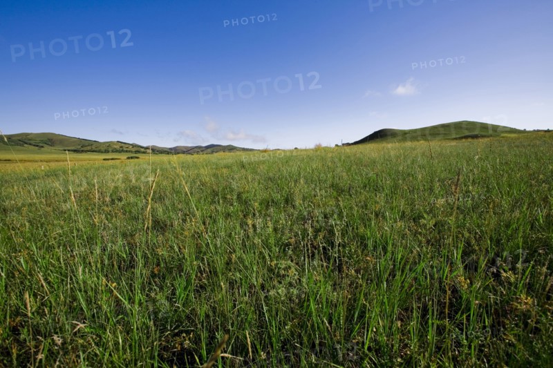 Bashang grassland in Inner Mongolia