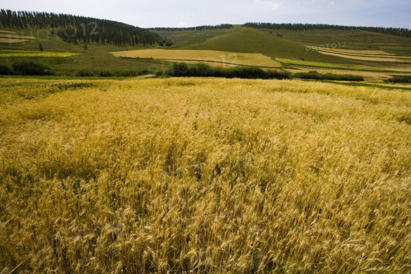 Bashang grassland in Inner Mongolia