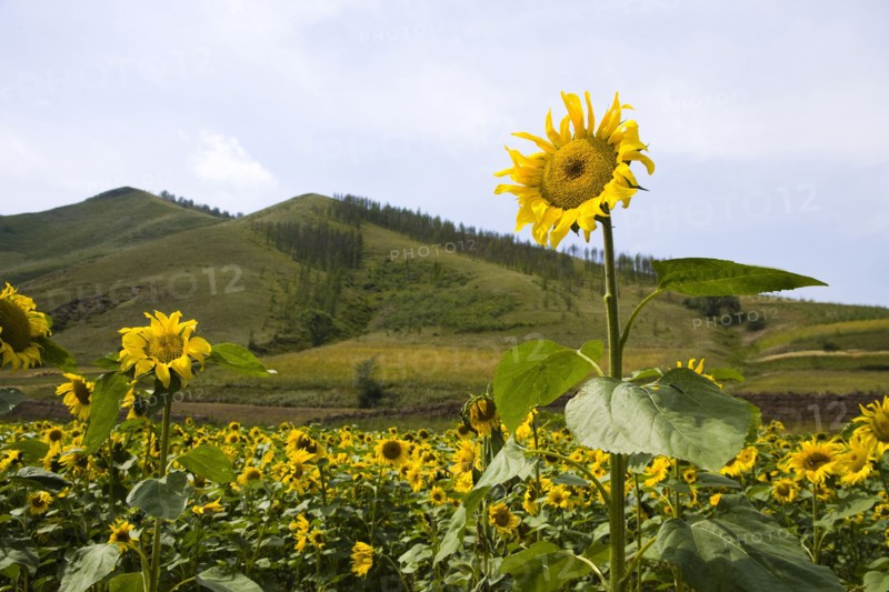 Bashang grassland in Inner Mongolia