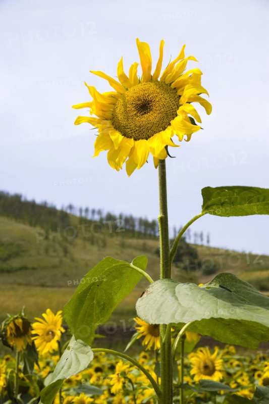 Bashang grassland in Inner Mongolia