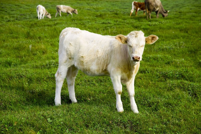 Bashang grassland in Inner Mongolia