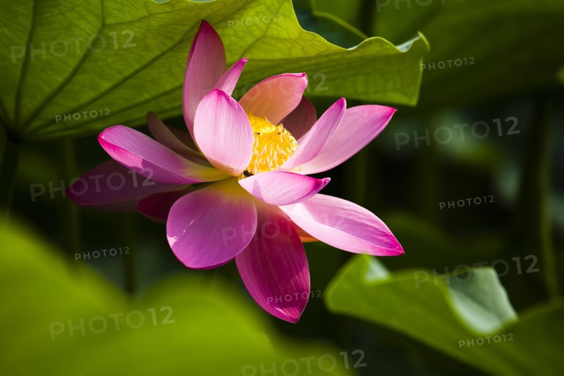 Lotus