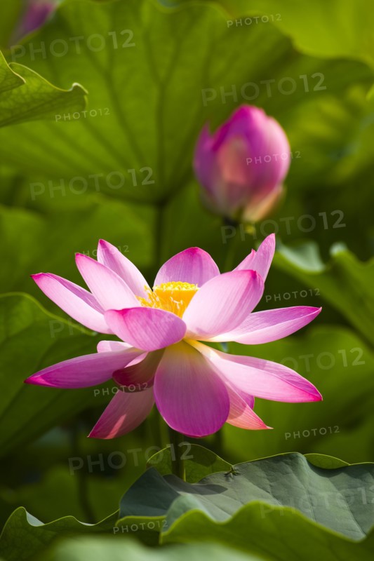 Lotus