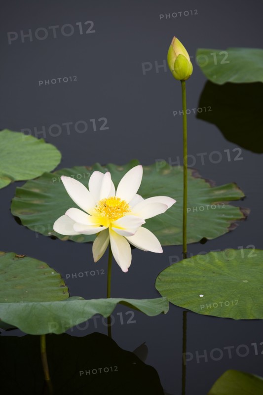 Lotus