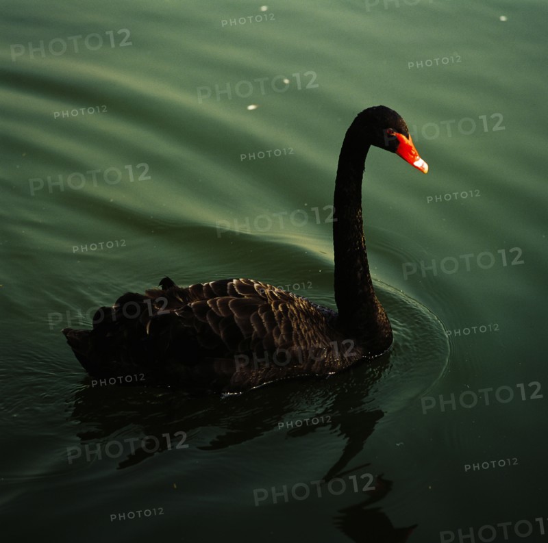 Black Swan