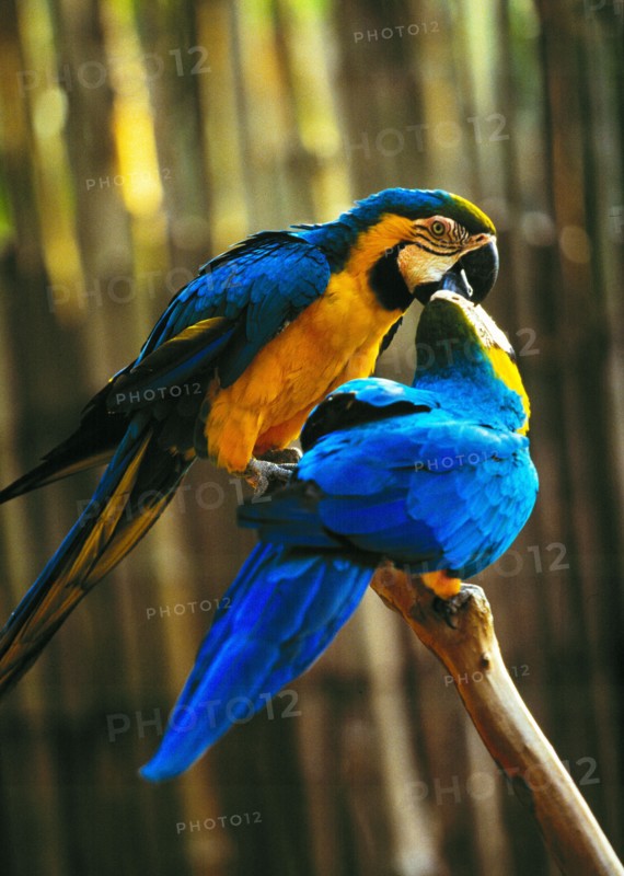 Parrot