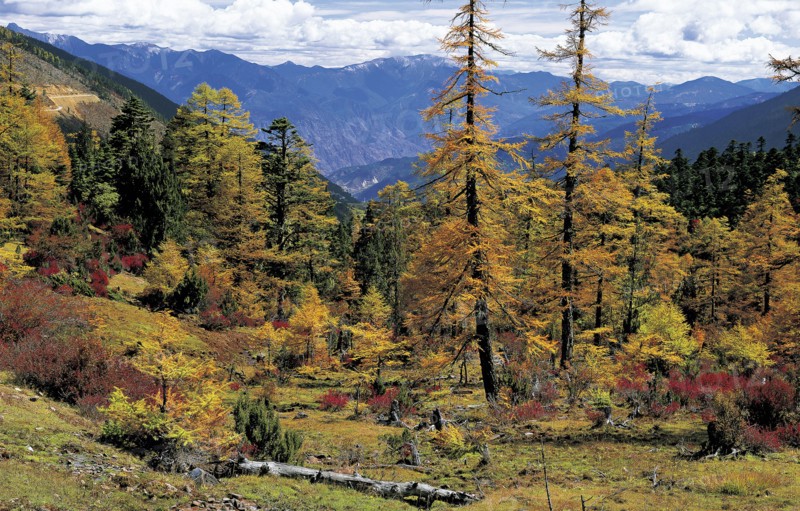 Yunnan