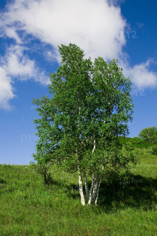 Bashang grassland in Inner Mongolia