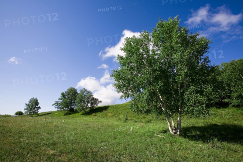 Bashang grassland in Inner Mongolia