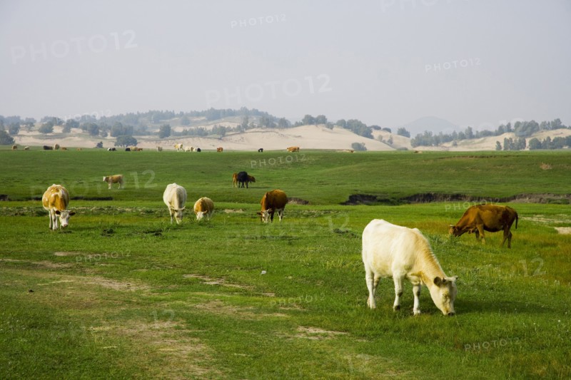 Bashang grassland in Inner Mongolia