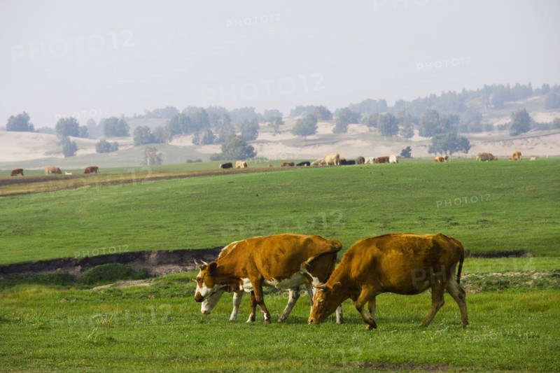 Bashang grassland in Inner Mongolia